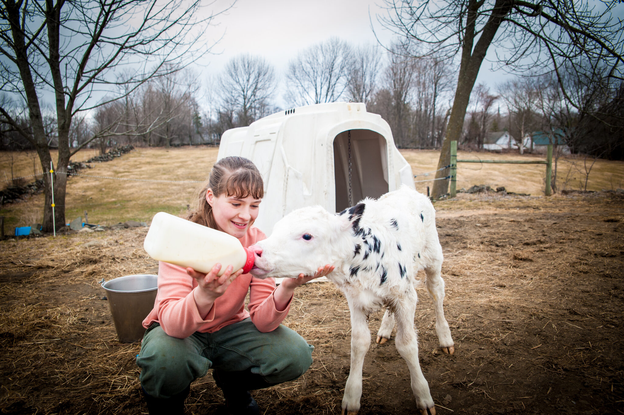 A woman is knelt down and feeding a calf from a bottle