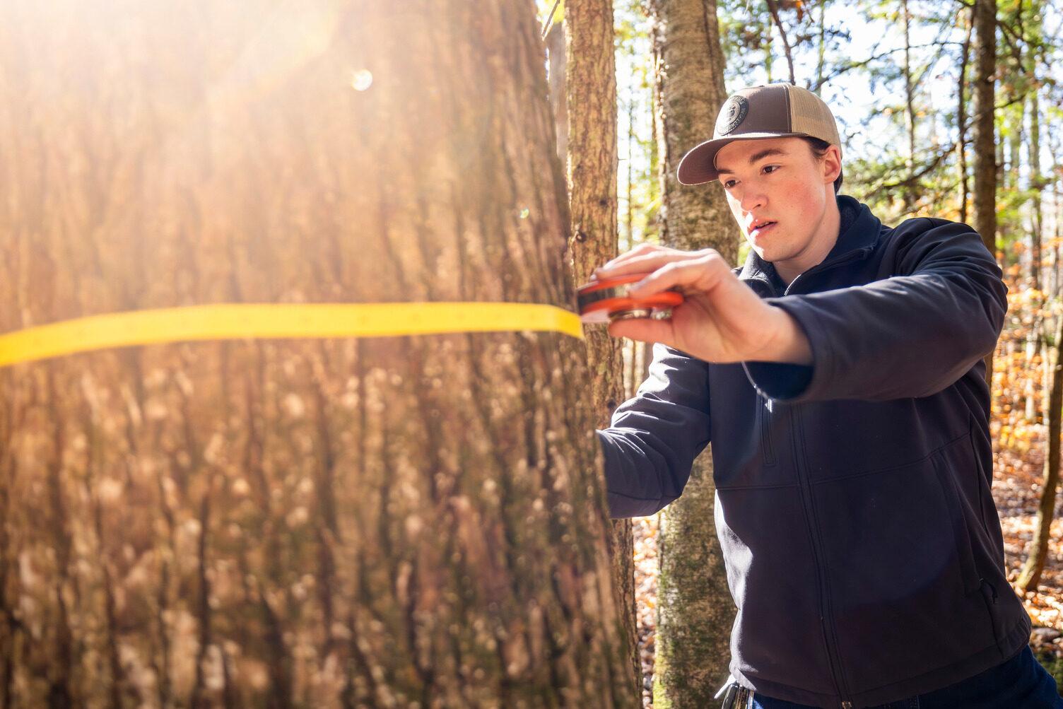A young man measuring the circumference of a tree in the woods.