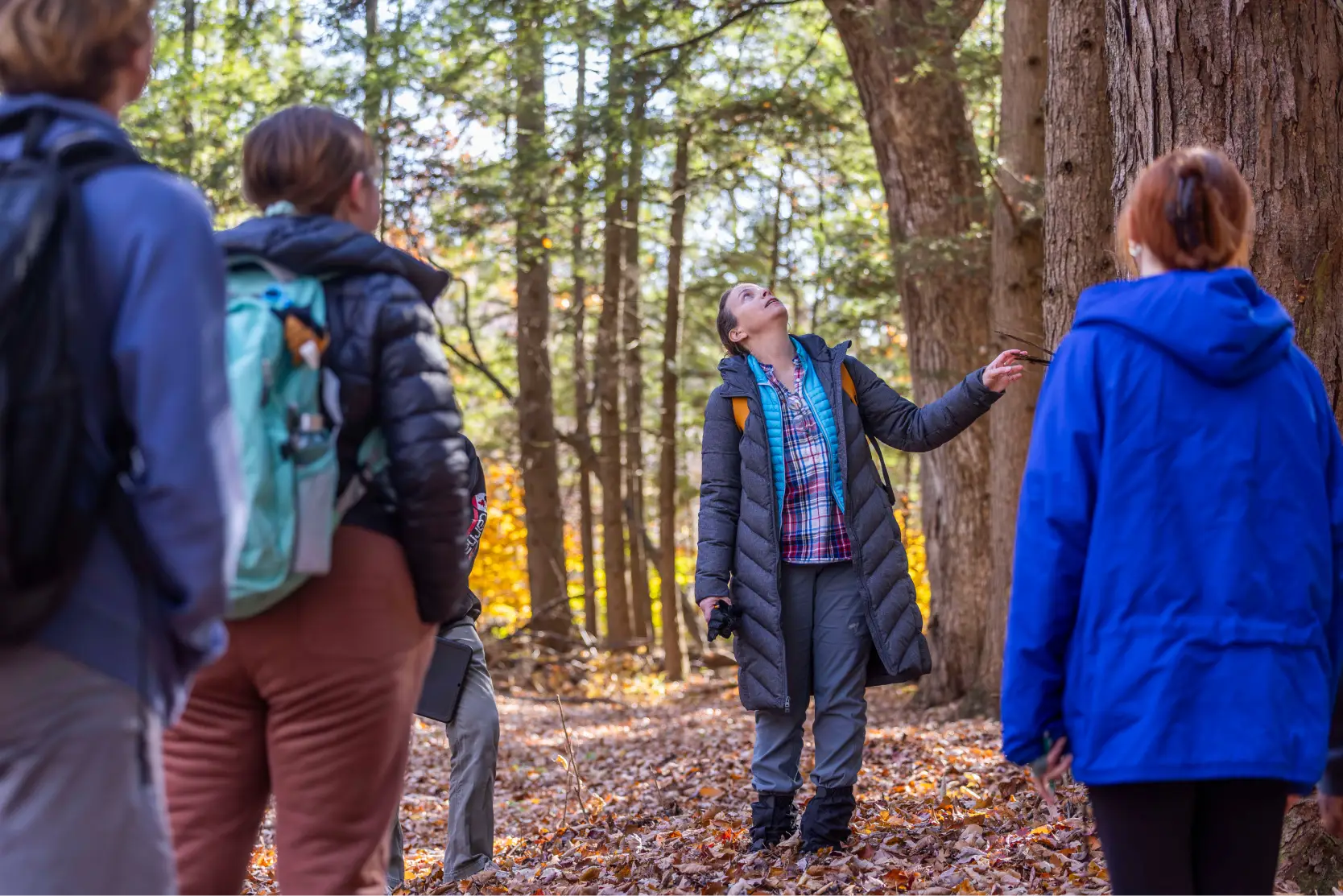 A group of students walking through trees in the forest. A woman has one of her arms outstretched to a tree and is looking directly upwards.
