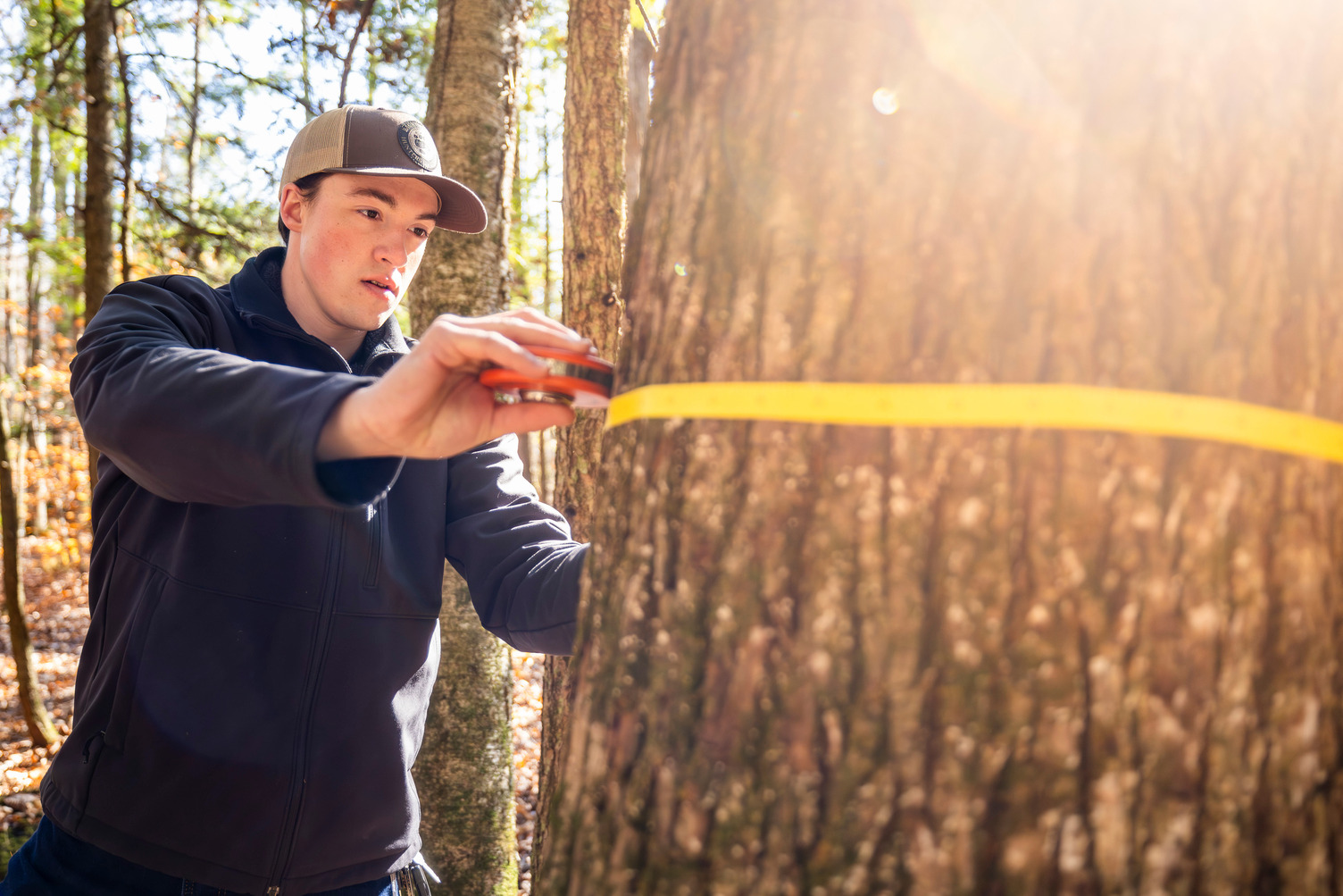 Person measuring tree circumference with yellow measuring tape in a sunny forest.