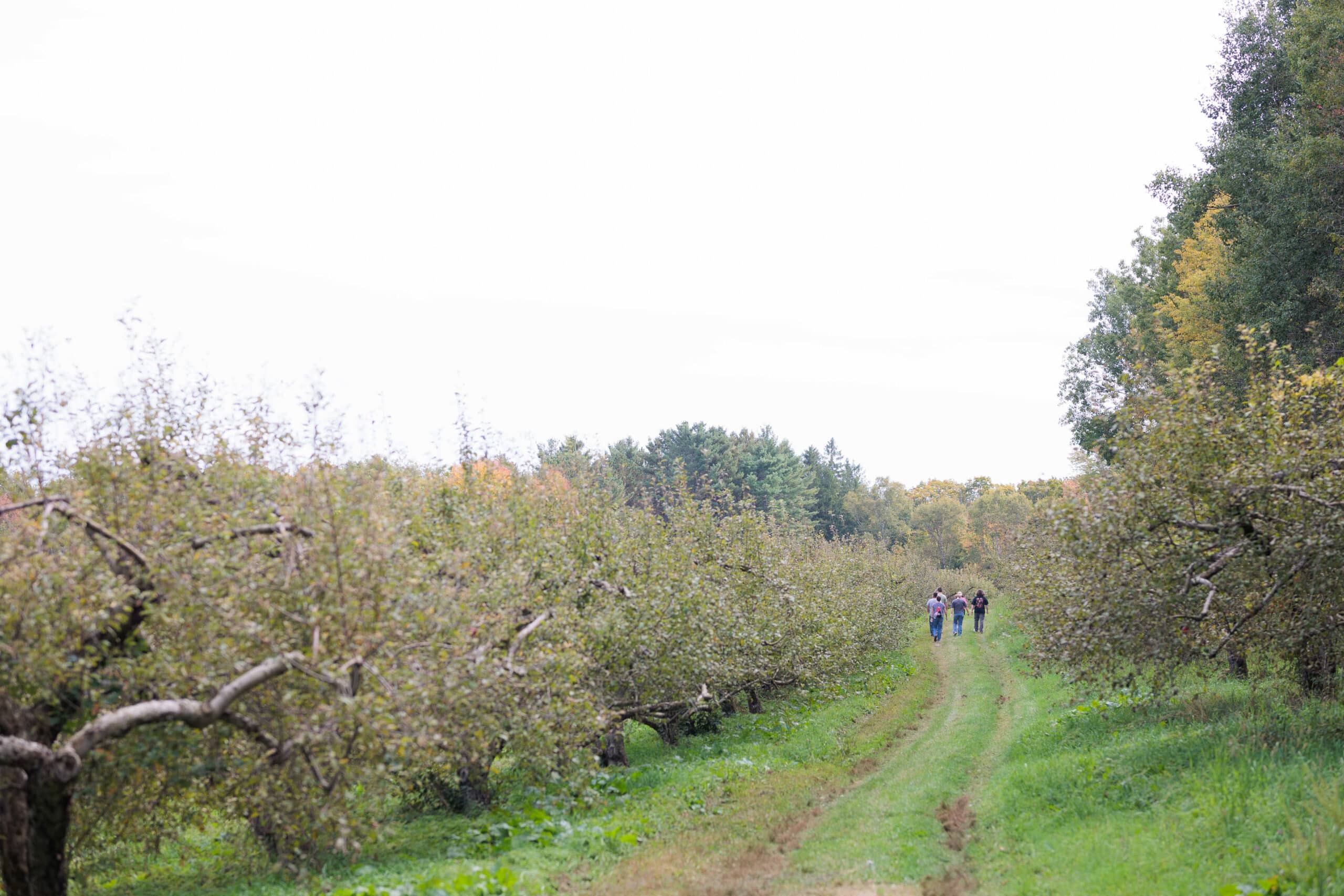The people walking along a path at the VTSU Orchard on a cloudy fall day