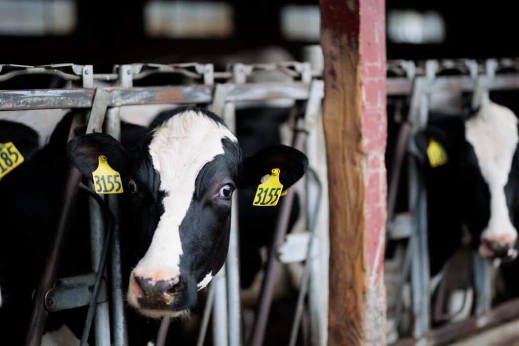 Cows at the VTSU Randolph farm